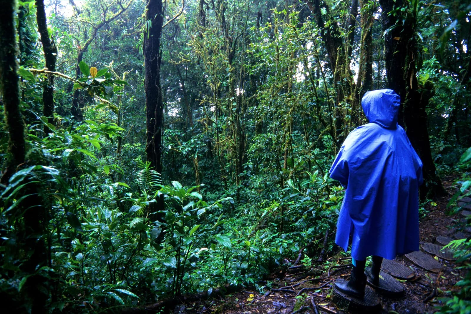 Forests & Volcanoes