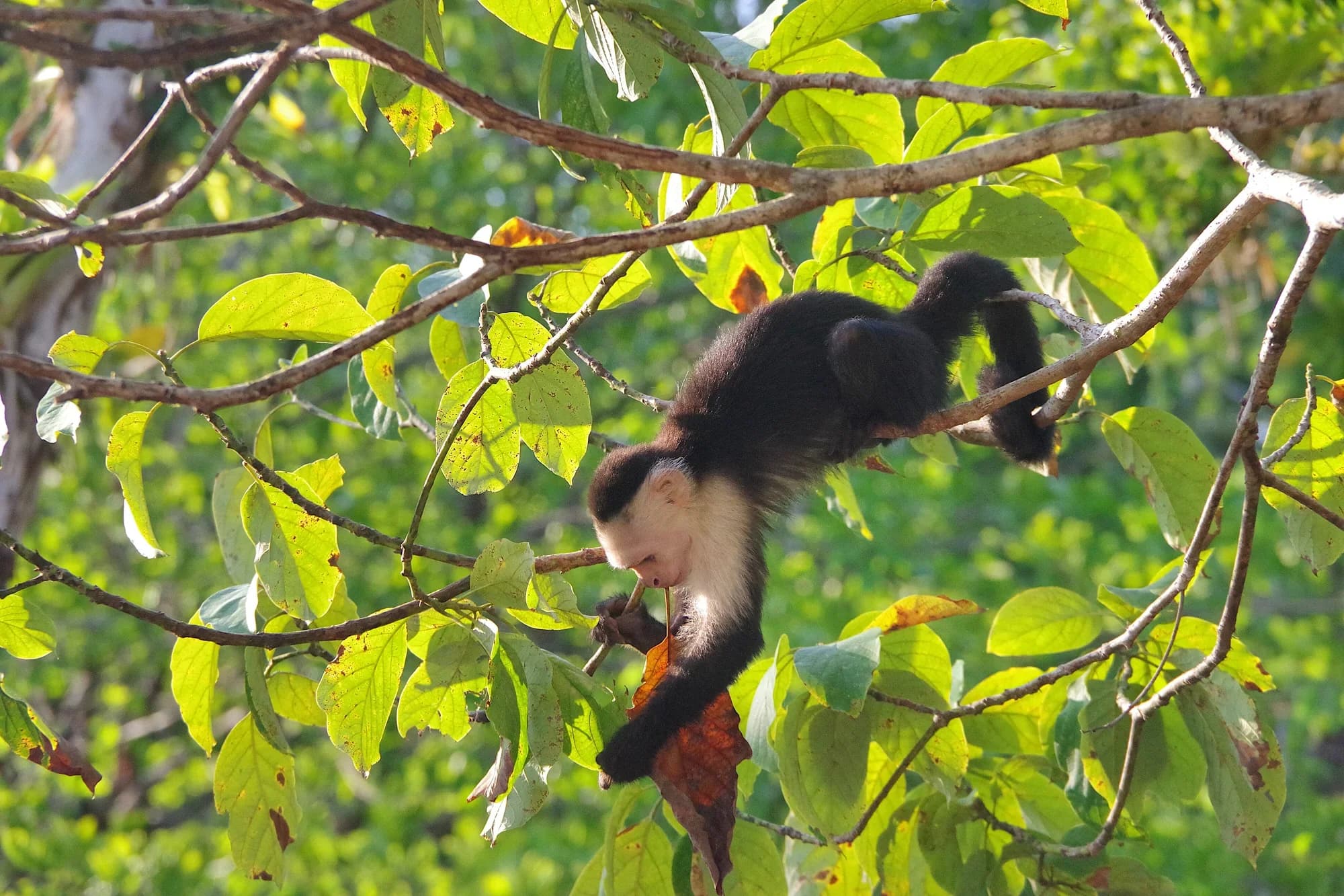 White-faced capuchin monkey in Costa Rica