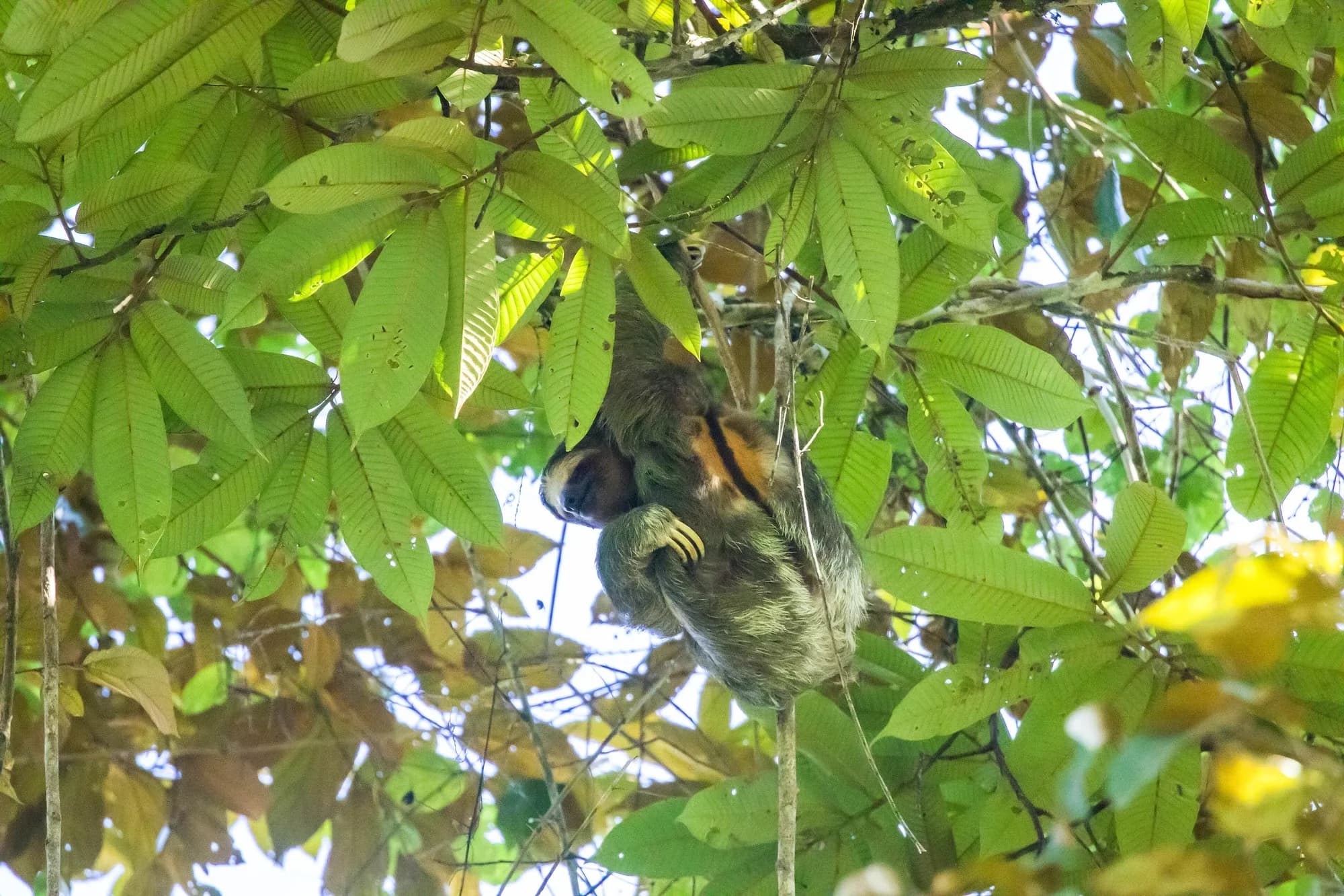 Three-toed sloth in Costa Rica